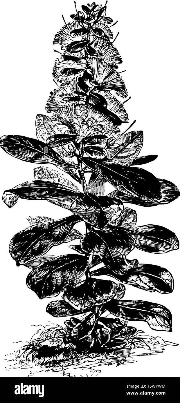 Cornbeefwood o pesce Poison Tree flower Barringtonia racemosa Lecythidaceae Parco Nazionale Masoala Madagascar vintage disegno della linea o incisione illustr Illustrazione Vettoriale