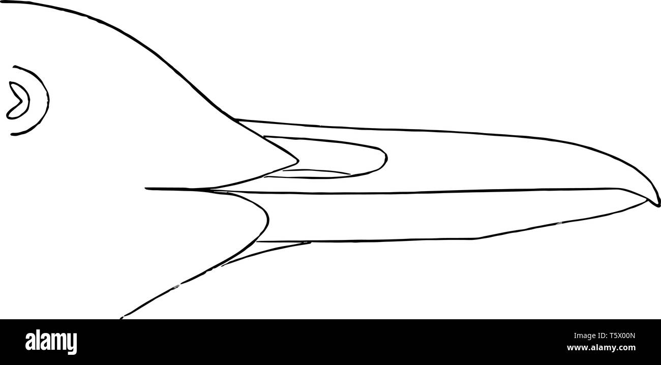 Fuligginosa Guillemot Bill in cui le piume sul lato della mandibola inferiore vintage disegno della linea di incisione o illustrazione. Illustrazione Vettoriale