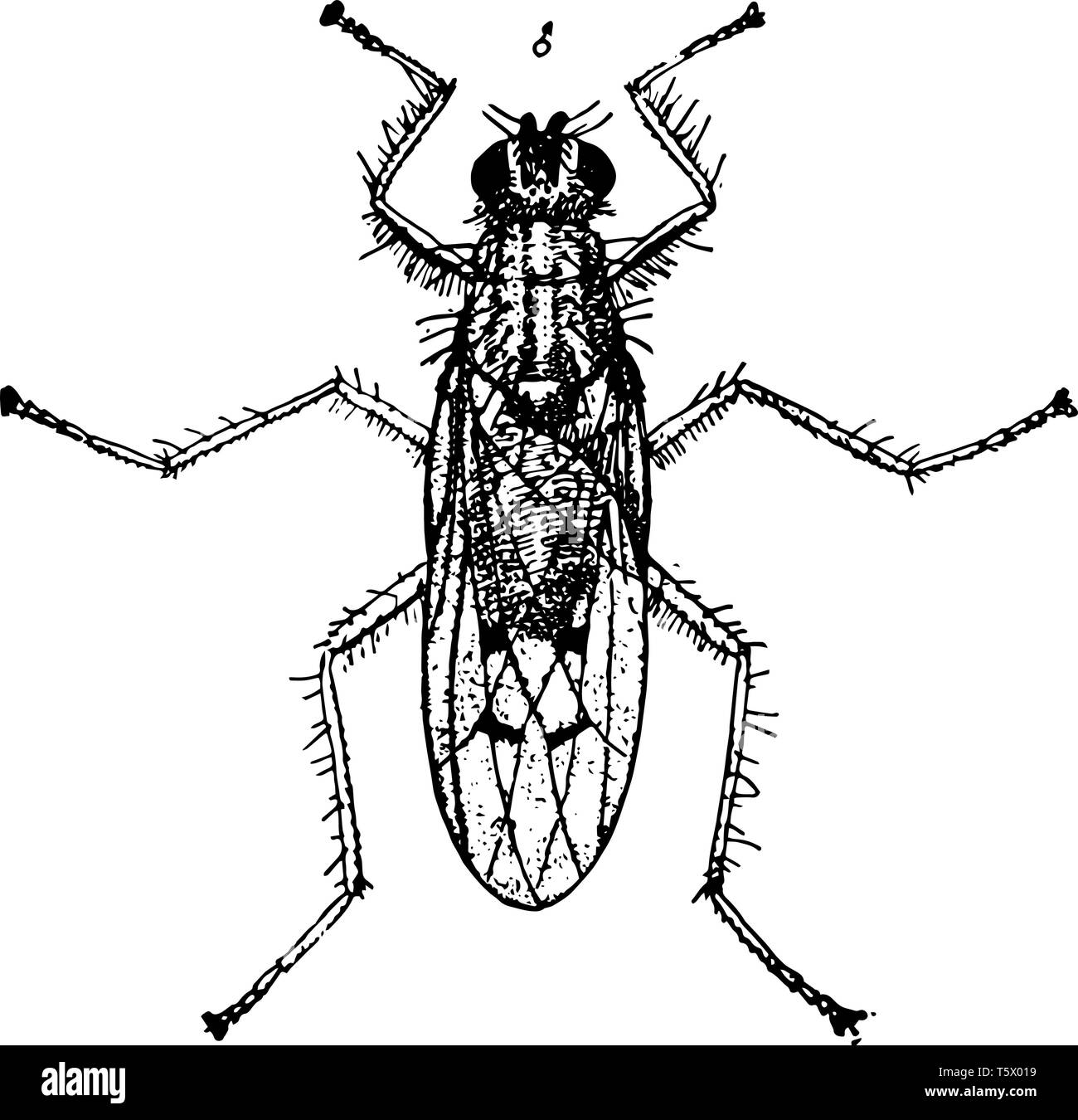 Sterco Fly è una piccola famiglia di Muscoidea vintage disegno della linea di incisione o illustrazione. Illustrazione Vettoriale