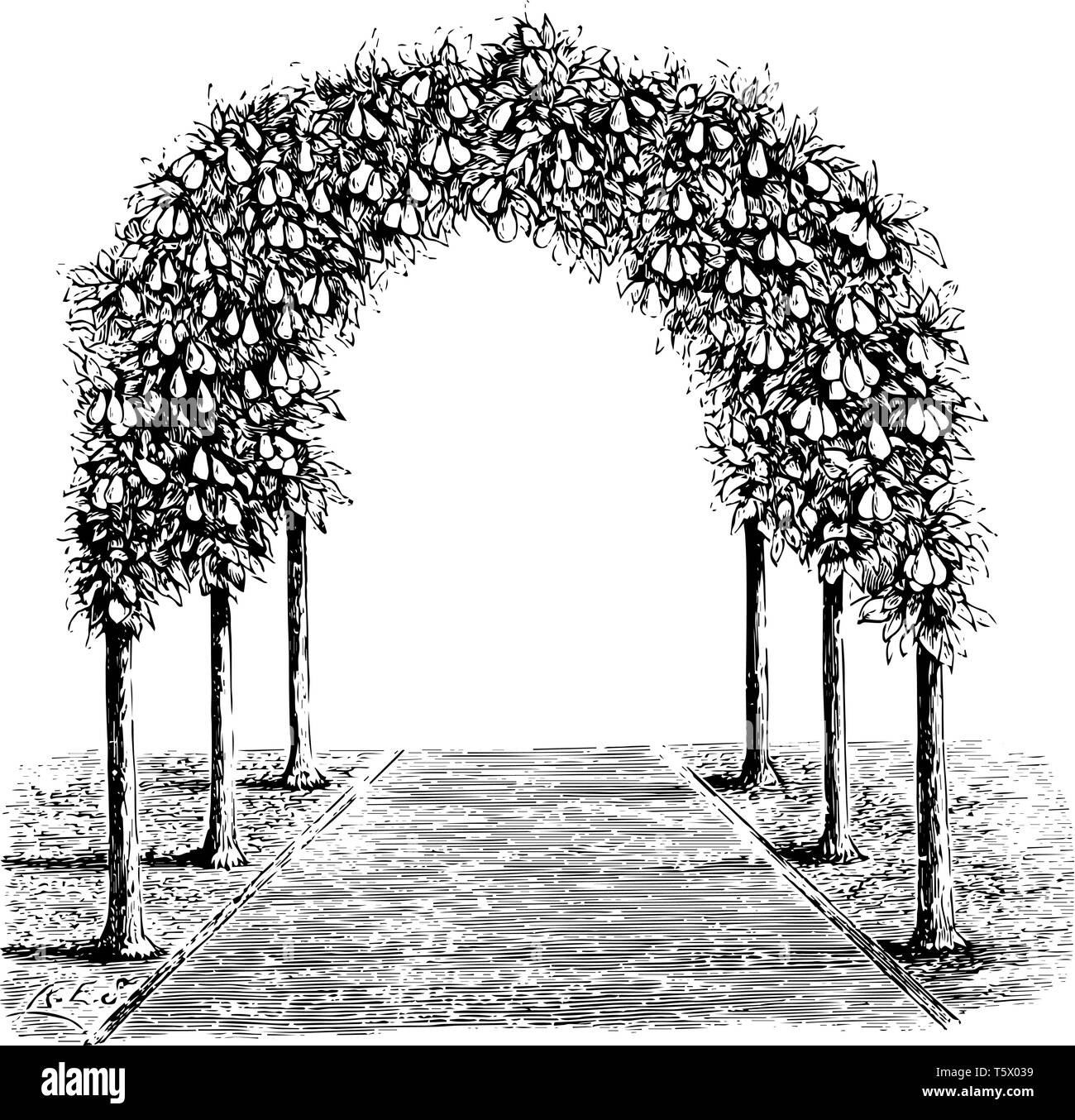 Questa immagine rappresenta Pear Tree Arbor che viene utilizzato per la copertura di una parte o la totalità di un giardino vintage disegno della linea o incisione illustrat Illustrazione Vettoriale