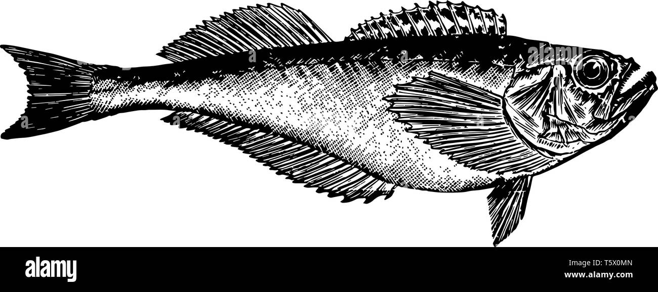 Sandfish una famiglia di pesce persico come pesci vintage disegno della linea di incisione o illustrazione. Illustrazione Vettoriale