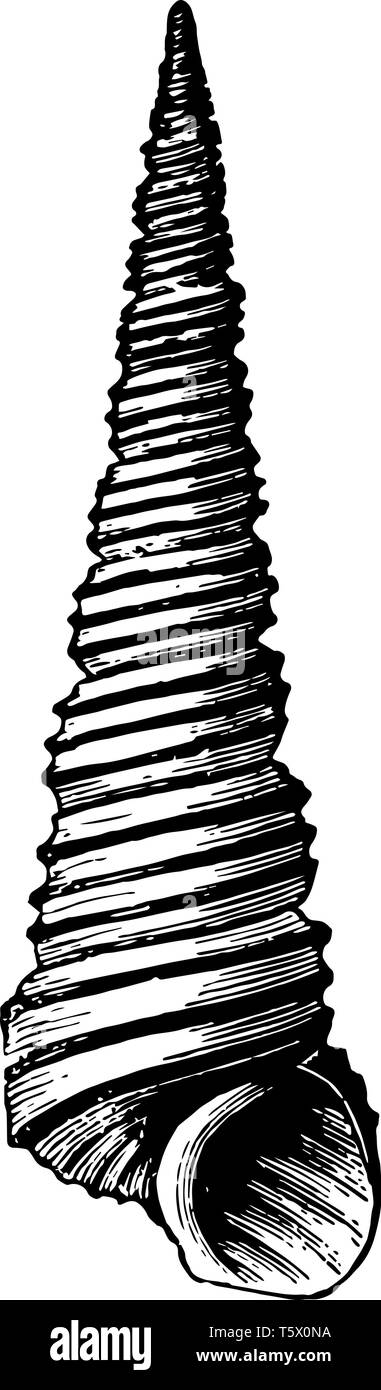 Turritella Angulata che indicano una piramide di avvolgimento hanno gusci che termina in una punta affilata vintage disegno della linea di incisione o illustrazione. Illustrazione Vettoriale