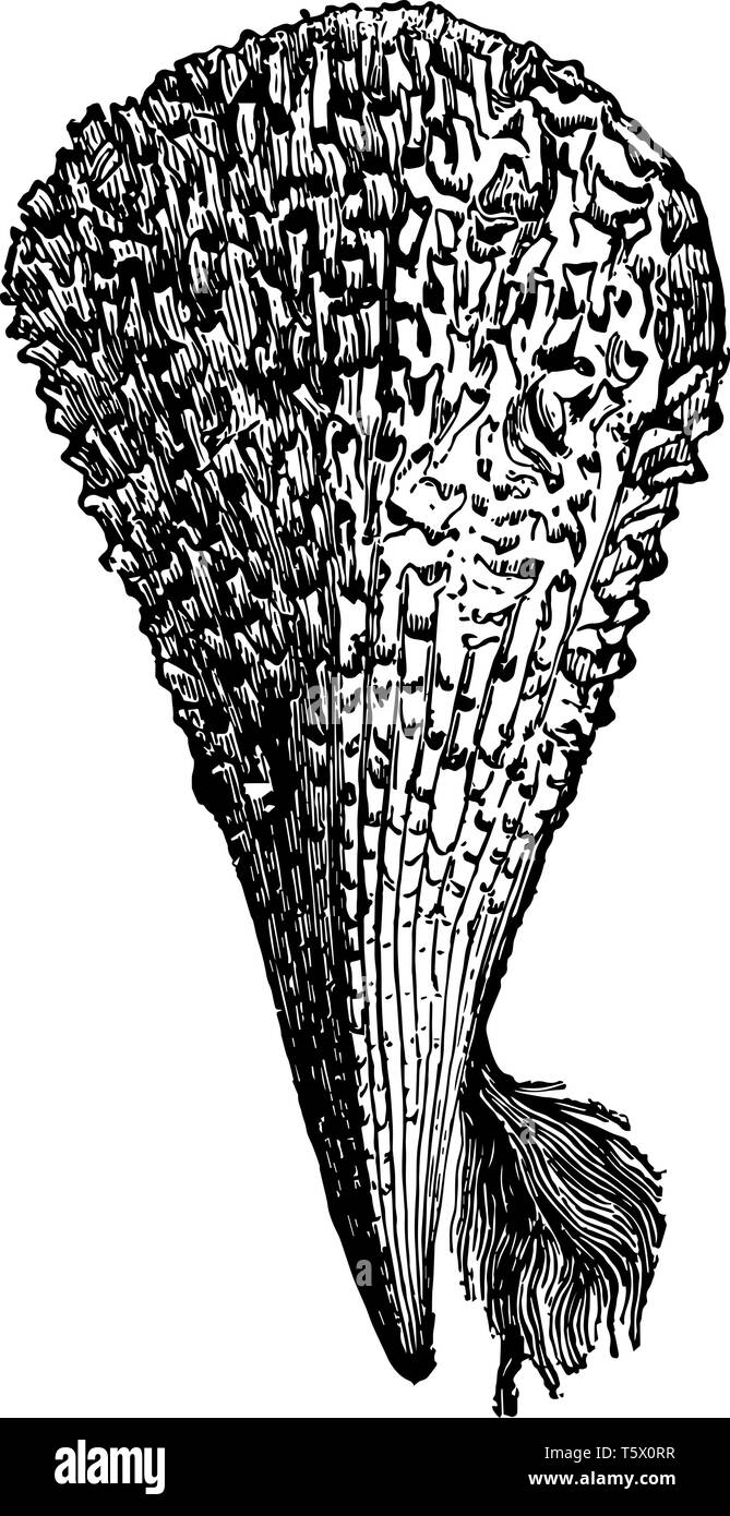 Pinna Nobilis con il suo bisso è stato così chiamato dalla sua somiglianza con la vendemmia plumelet disegno della linea di incisione o illustrazione. Illustrazione Vettoriale