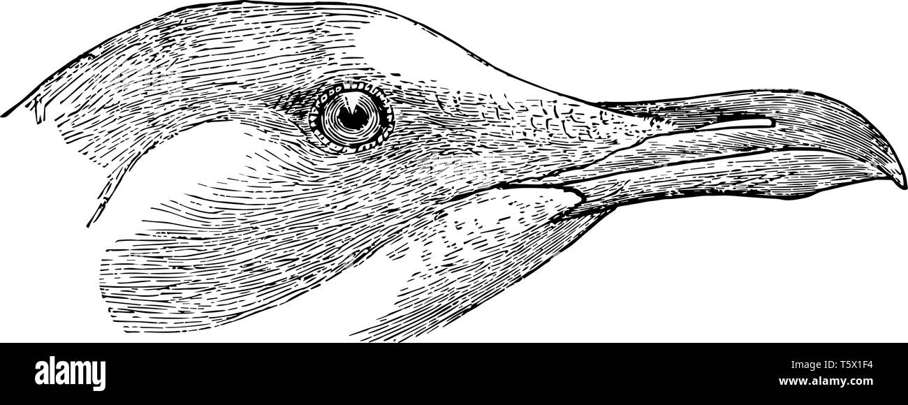 Questa immagine rappresenta il bianco con testa testa di Gabbiano vintage disegno della linea di incisione o illustrazione. Illustrazione Vettoriale