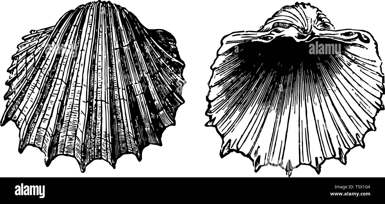 Cardium Costatum è il cui guscio bianco e fragile è molto ricercato da collezionisti vintage disegno della linea di incisione o illustrazione. Illustrazione Vettoriale