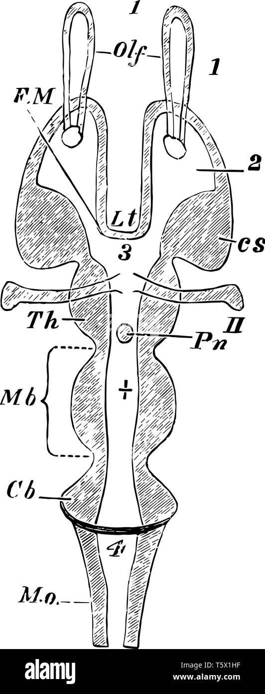 Sezione orizzontale di un cervello di vertebrati di massa che si trovano al di sopra del canal rappresenta i corpora quadrigemina vintage disegno della linea o incisione illustra Illustrazione Vettoriale