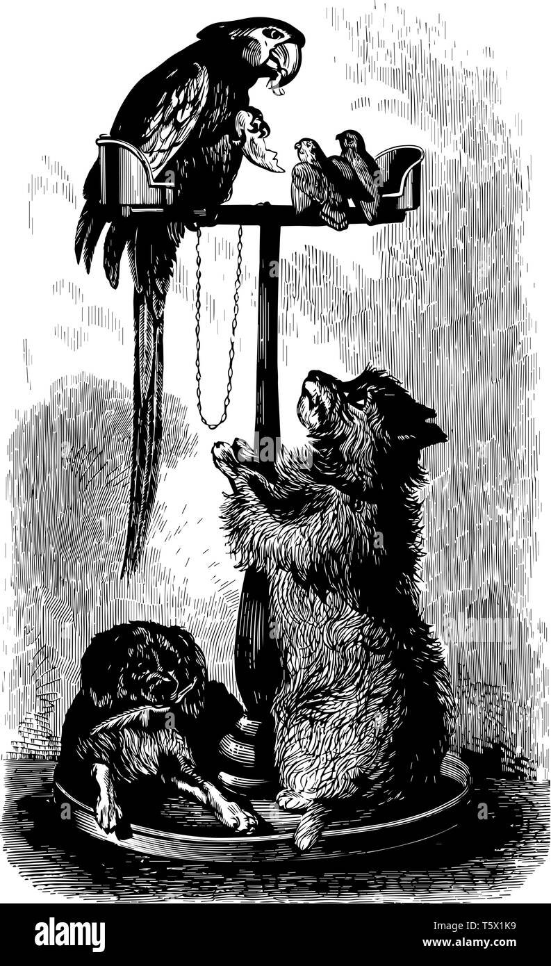 Questa immagine rappresenta il rosso e il blu Macaw vintage disegno della linea di incisione o illustrazione. Illustrazione Vettoriale