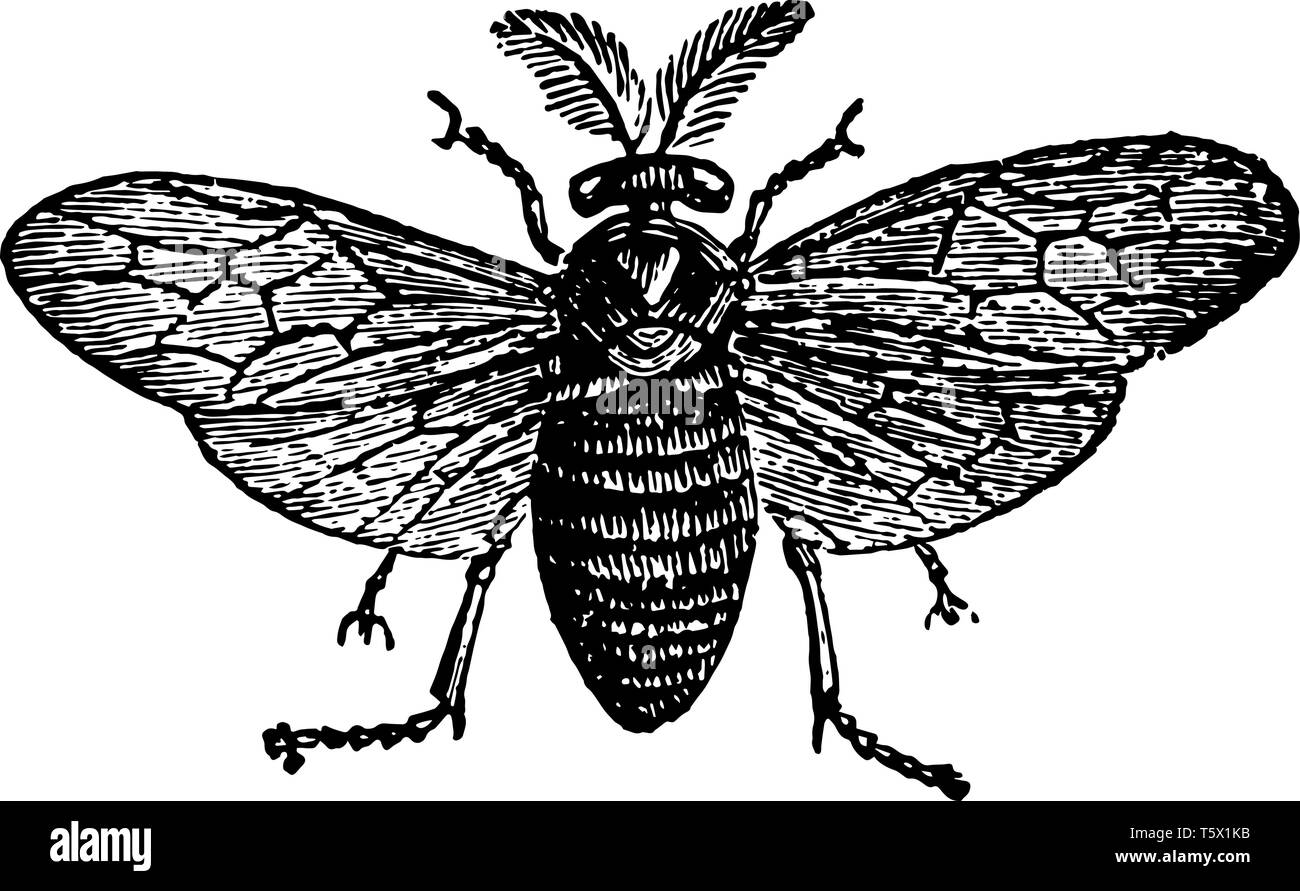 Visto volare che divora le foglie degli alberi di pino vintage disegno della linea di incisione o illustrazione. Illustrazione Vettoriale