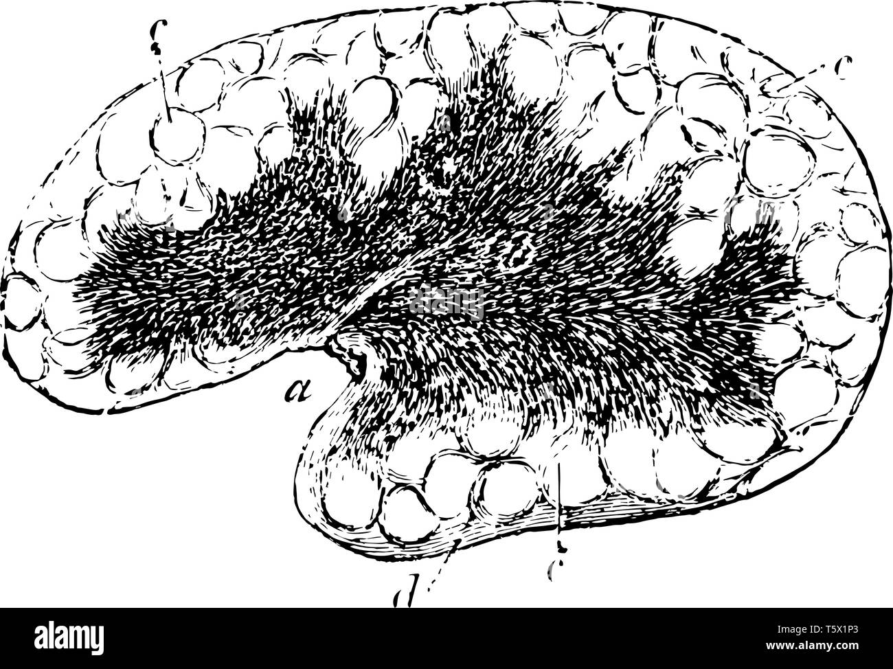 Premistoppa mesenterica sostanza corticale con alveoli indistinto vintage disegno della linea di incisione o illustrazione. Illustrazione Vettoriale