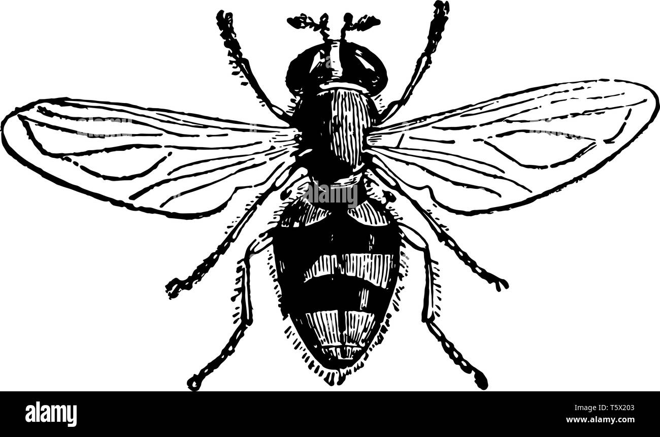 Una specie di Volucella è un genere di grande vasta corposi drammatica hover mosche vintage disegno della linea di incisione o illustrazione. Illustrazione Vettoriale