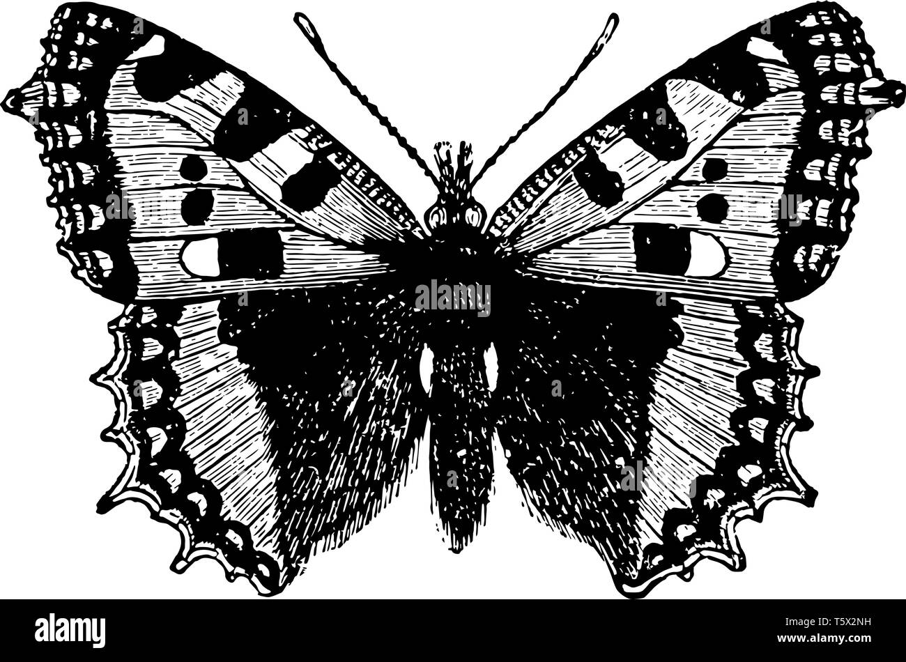 Piccolo GUSCIO DI TARTARUGA Butterfly che è minore vintage disegno della linea di incisione o illustrazione. Illustrazione Vettoriale
