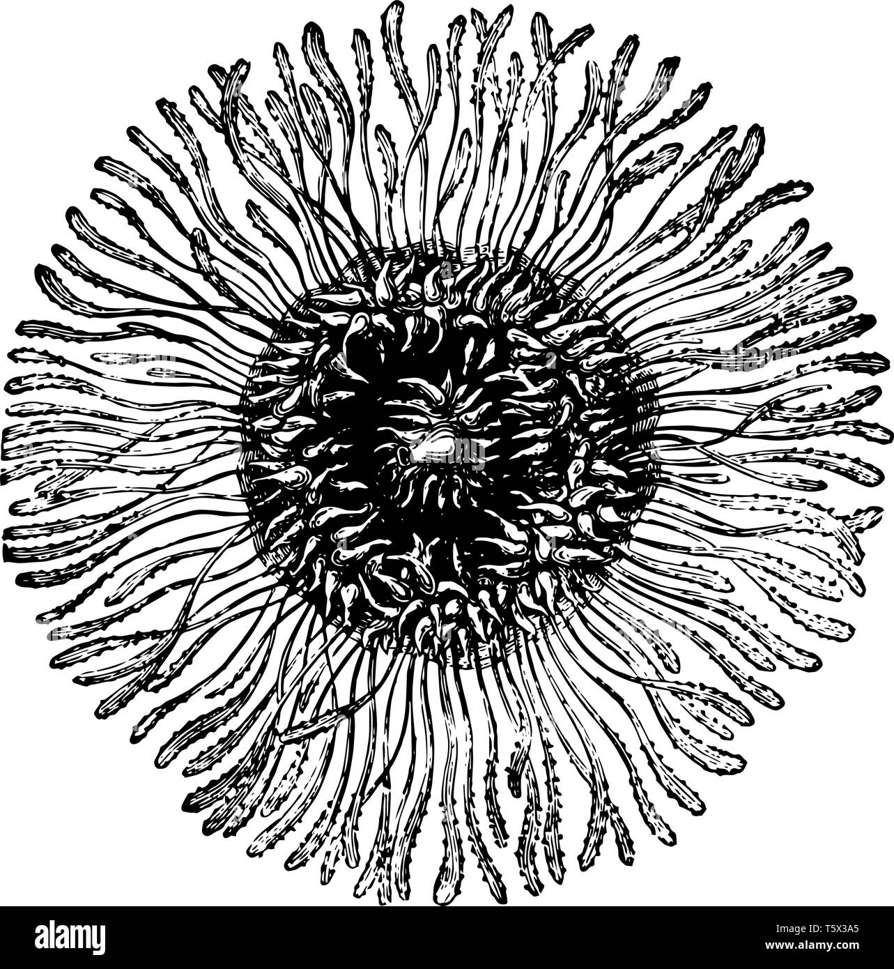 Porpita Pacifica è costituito da colonie di animali galleggianti arredate con un vintage cartilaginei disegno della linea di incisione o illustrazione. Illustrazione Vettoriale