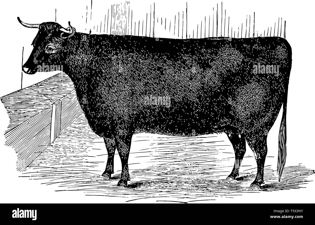 Devon giovenca è un ricco rosso o tawny vintage colore disegno della linea di incisione o illustrazione. Illustrazione Vettoriale