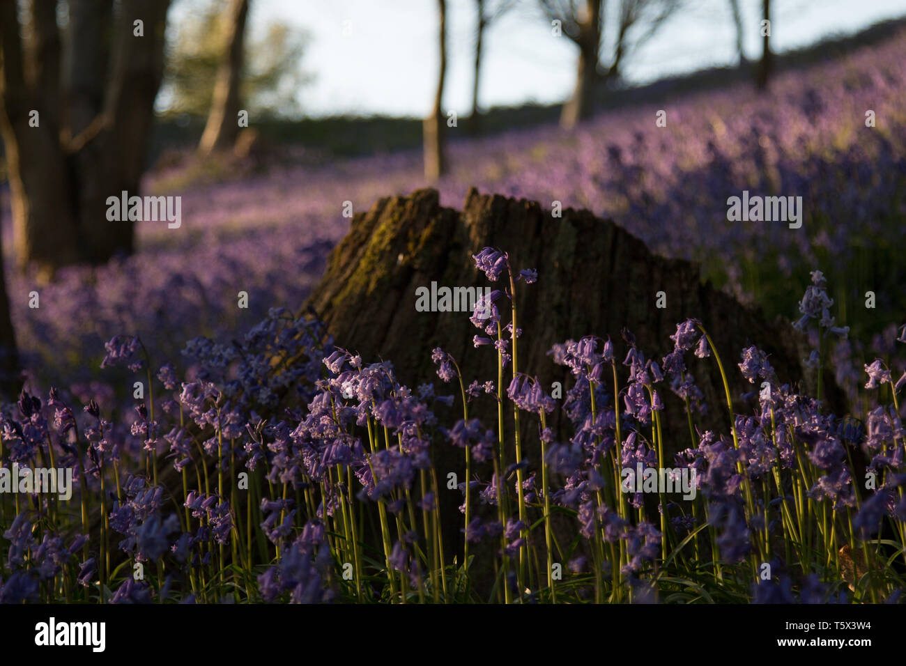Bluebell Woodland nel Kent, Regno Unito durante l ora d'oro Foto Stock