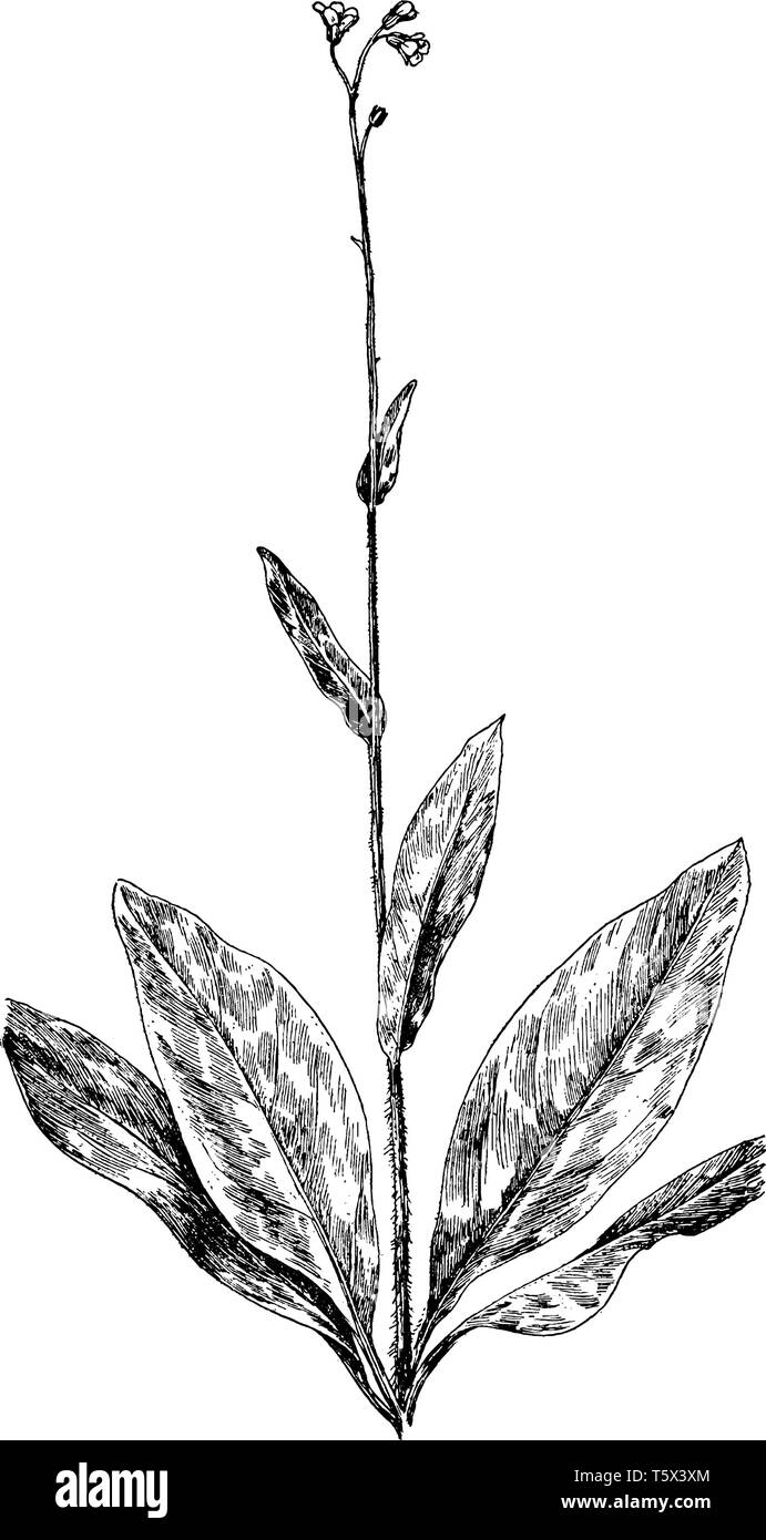 Una foto mostra un ramo e fiore di Wild Comfrey conosciuta anche come Consolida. Si tratta di un'erba importante nel giardinaggio organico avente molte Illustrazione Vettoriale