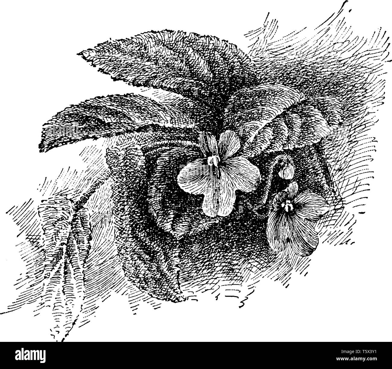Saintpaulia comunemente chiamato African Violet è uno dei la più soddisfacente fioritura houseplants. Le piante tenute in buone condizione di crescita quasi fiore Illustrazione Vettoriale