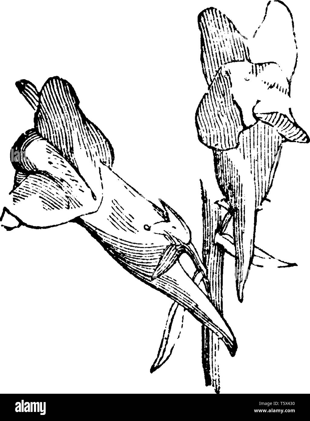 Una immagine della corolla del foxglove che è Reggente e stimolato. È anche noto come Linaria è il genere di 150 specie di piante perenni e piante erbacee Illustrazione Vettoriale