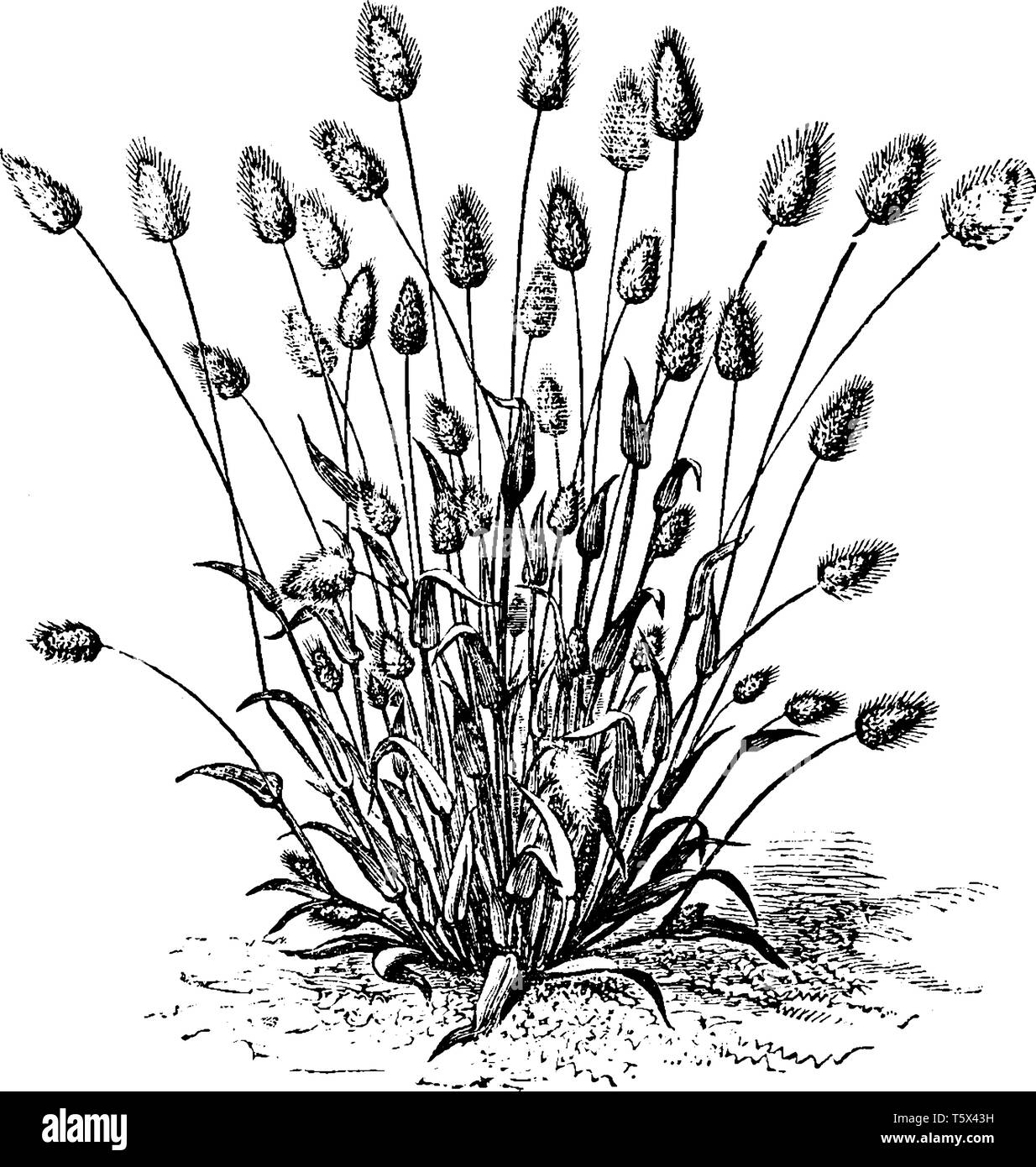 Lagurus Ovatus è un'erba annuale con foglie lineari e spike-simili di forma ovoidale pannocchie di fioritura che sono buoni per l'asciugatura, vintage disegno della linea o engrav Illustrazione Vettoriale