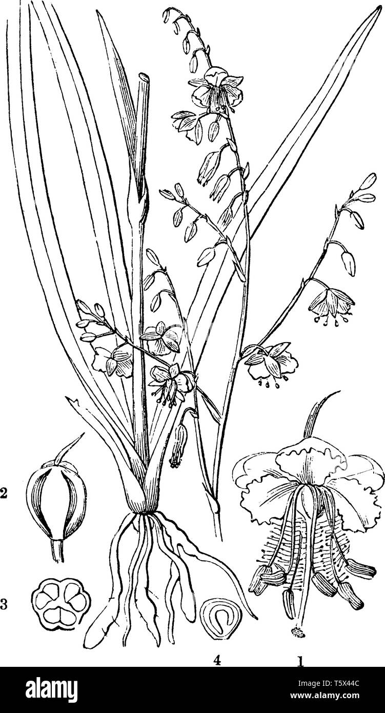 Questa è una foto di organi di pallido giglio di vaniglia. Esso ha una ristretta, leggermente carnosa, foglie di colore verde scuro e viola chiaro o fiori di colore rosa, vintage line draw Illustrazione Vettoriale