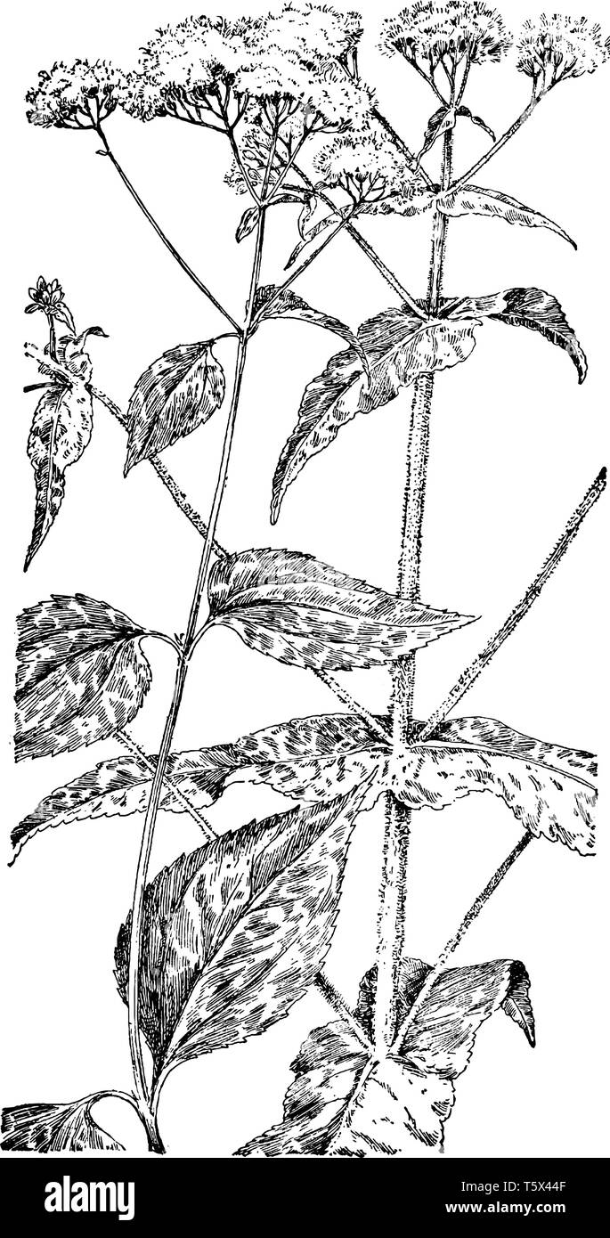 Un'immagine mostra il White Snakeroot e Boneset impianto. Gli steli sono di colore verde chiaro, talvolta tan, rotondo, con poche o nessuna peli. In prossimità della base della pianta, Illustrazione Vettoriale