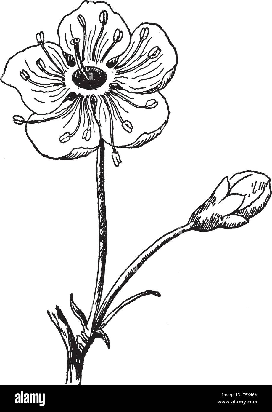 Una foto mostra la fioritura dei ciliegi fiore. Il fiore di ciliegio fiore è considerato il fiore nazionale del Giappone. Questi fiori sono di colore rosa pallido, vintage Illustrazione Vettoriale