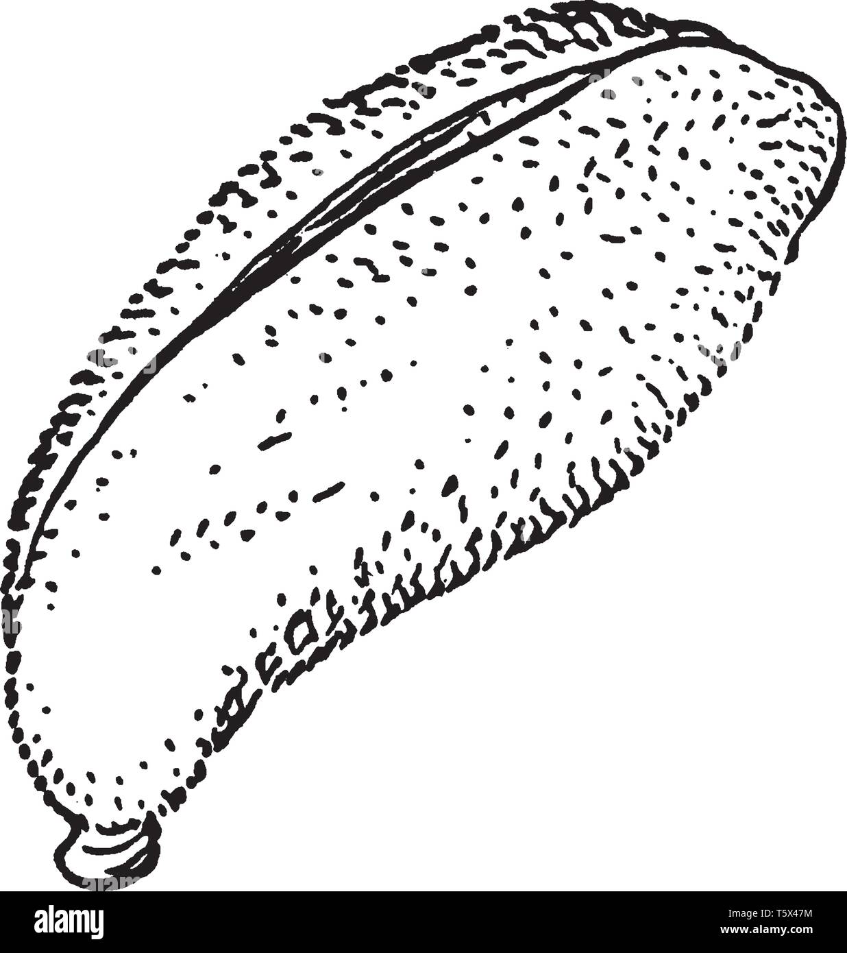 Questo è un piccolo, secco e duro e uno seminati i frutti che non si aprono e rilasciano il seme, vintage disegno della linea di incisione o illustrazione. Illustrazione Vettoriale