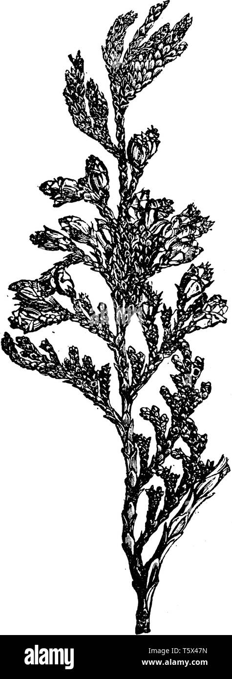 Una foto che mostra il ramo di Thuja Standishii albero che è un arbusto sempreverde appartenente alla famiglia di cipressi, vintage disegno della linea o incisione illustr Illustrazione Vettoriale