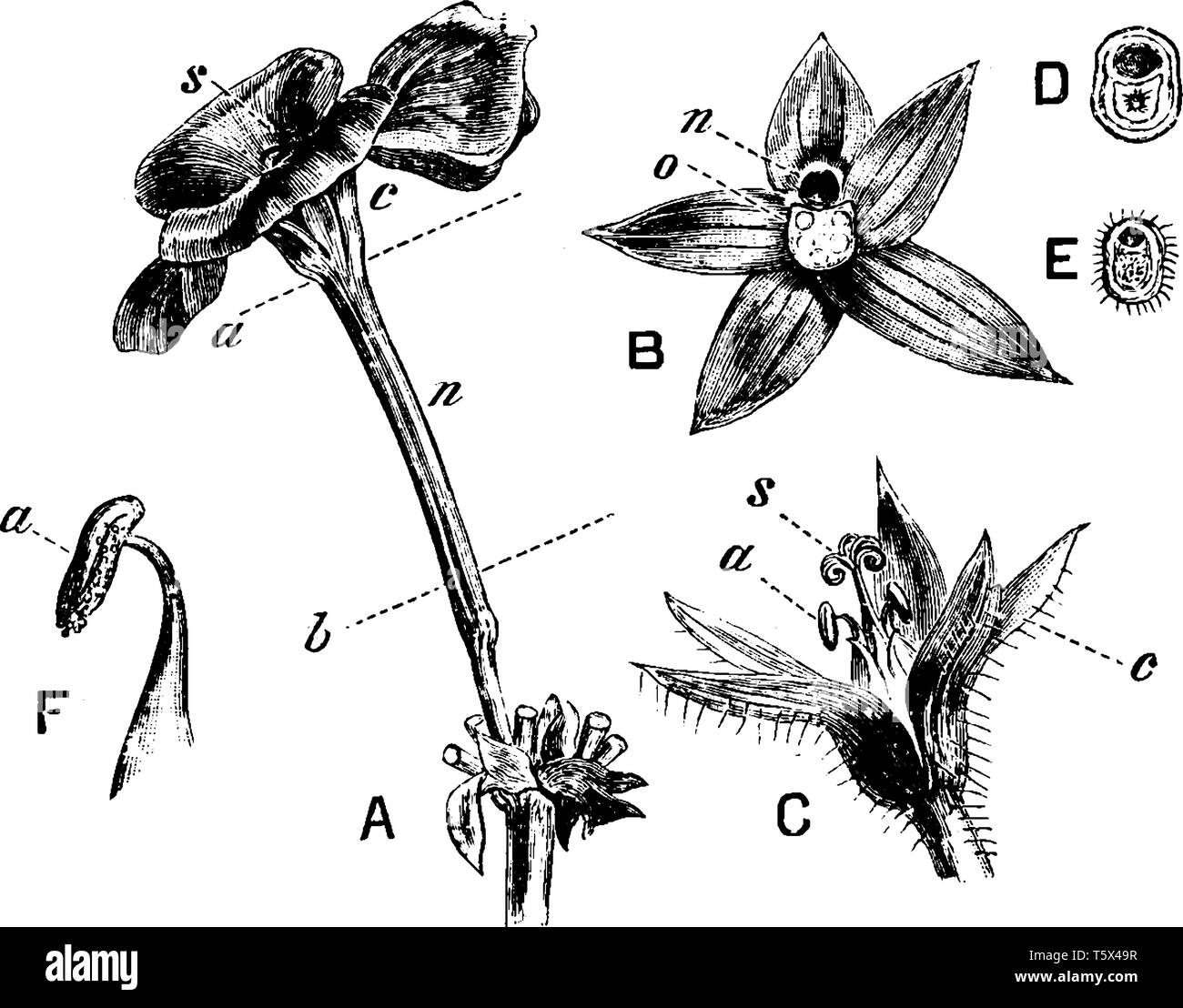 Questa immagine mostra una parte interna del fiore. È mostrando un petalo, steli, filamento, ovale, e antera. È il processo di crescita del fiore, linea vintage Illustrazione Vettoriale