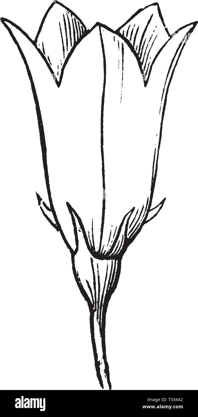 È spesso conosciuta come The Bluebell foglie sono di lunga sgambate e arrotondati a forma di cuore, di solito leggermente dentato, con prominenti hydathodes. Come illustrano Illustrazione Vettoriale
