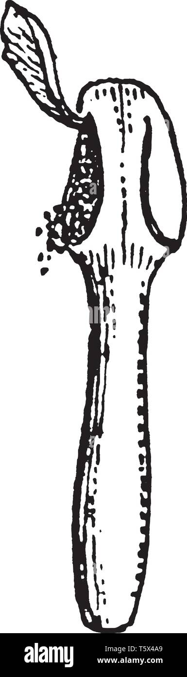 Questa immagine mostra un'antera. Vi è una sezione tagliata sulla parte superiore di esso. Nelle aree interne della antera è grano. Il filamento è spessa e rounde Illustrazione Vettoriale