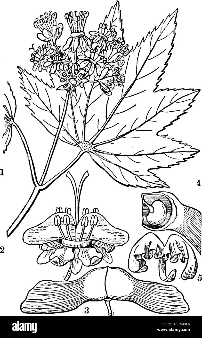 Questa immagine mostra un vitigno maple che è una specie di acero native di western America del Nord, vintage disegno della linea di incisione o illustrazione. Illustrazione Vettoriale