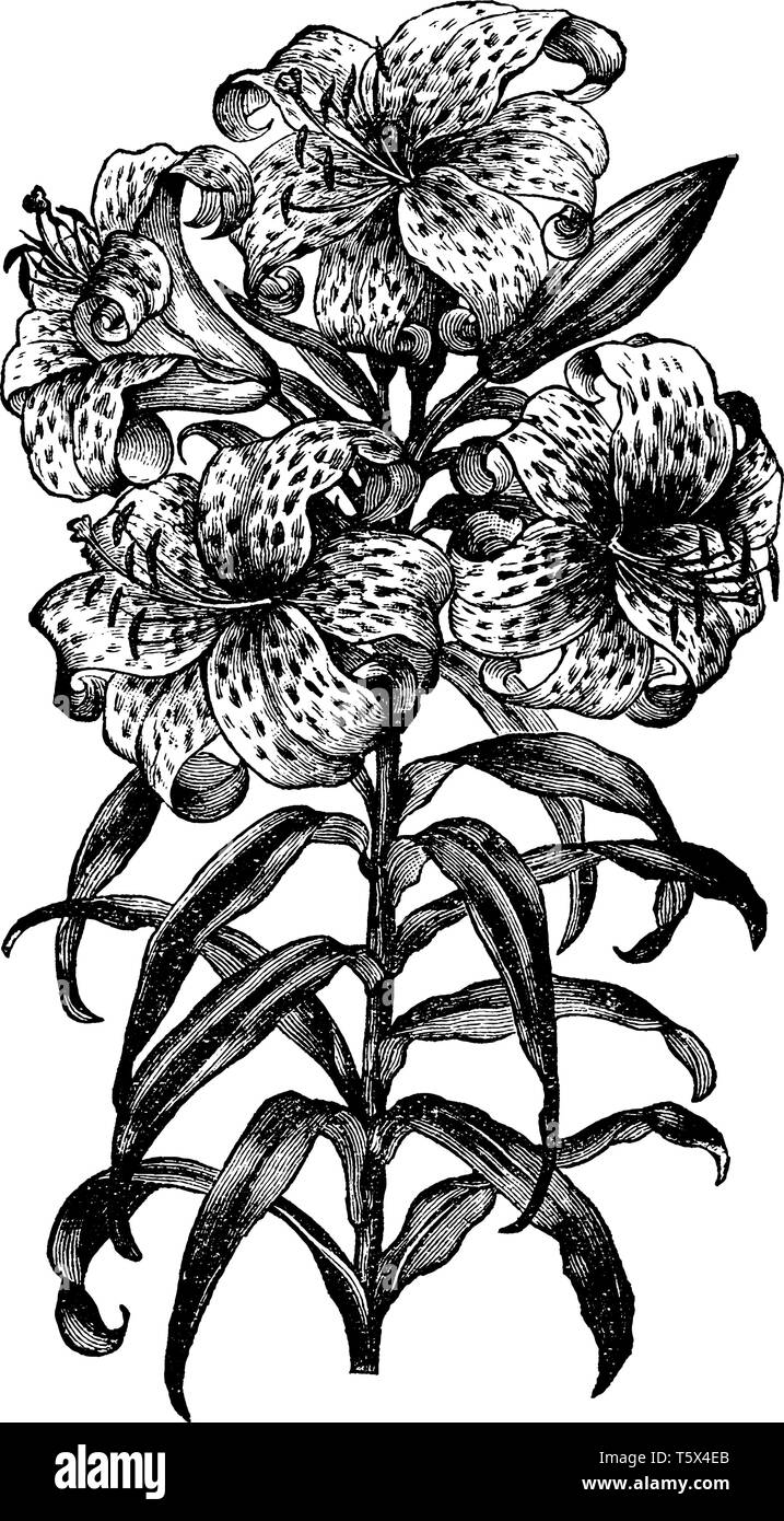 Ci sono contrassegni radiali e puntini bianchi su petali di fiori. Impianto hanno uno stelo non hanno il ramo e le foglie che crescono su stelo principale, vintage di linea o di disegno Illustrazione Vettoriale