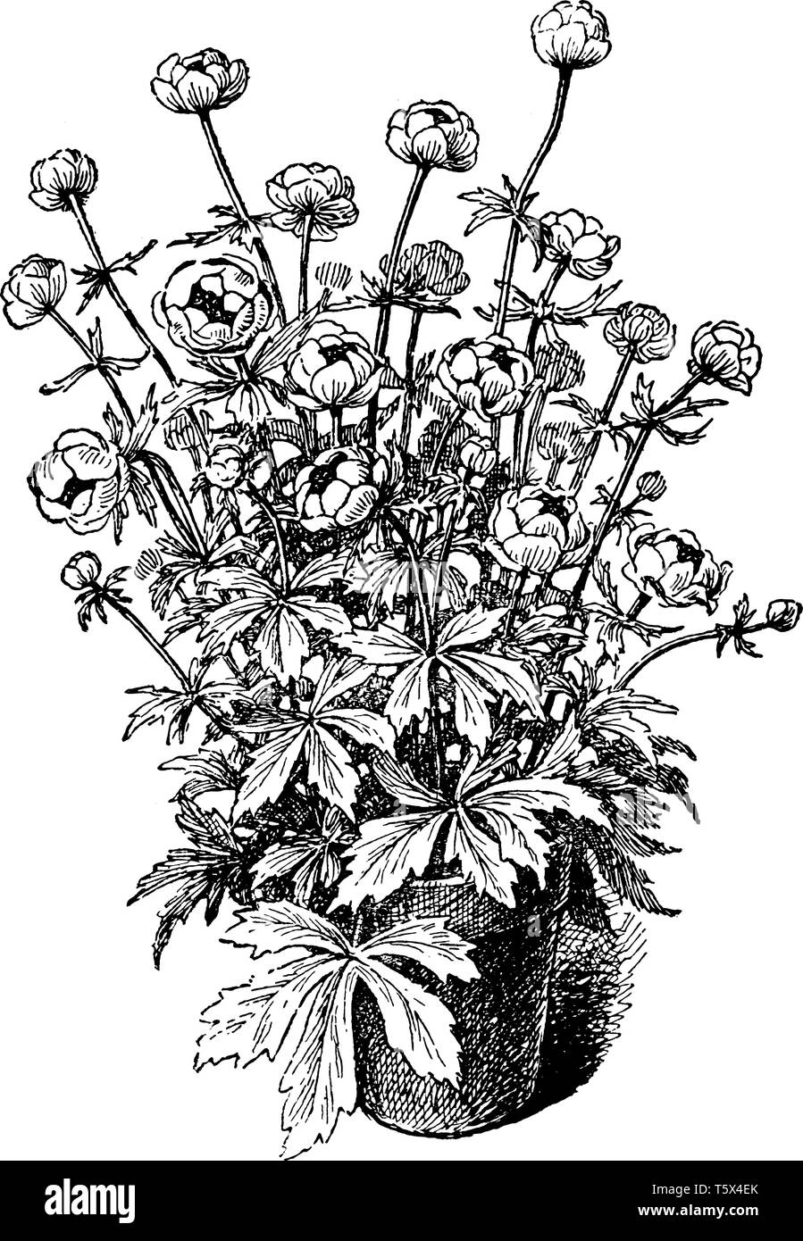 Una foto mostra Trollius Europaeus. È una pianta perenne che appartiene alla famiglia Ranunculaceae. È nativo di Europa e Asia occidentale. Flowe Illustrazione Vettoriale