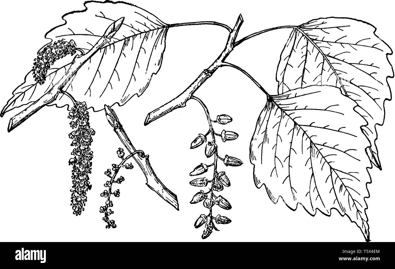 Questo è il ramo del Messico il Pioppo. Si tratta di una pianta flowering e noto come Populus Mexicana, vintage disegno della linea di incisione o illustrazione. Illustrazione Vettoriale Questo è il ramo del Messico il Pioppo. Si tratta di una pianta flowering e noto come Populus Mexicana, vintage disegno della linea di incisione o illustrazione. Illustrazione Vettoriale