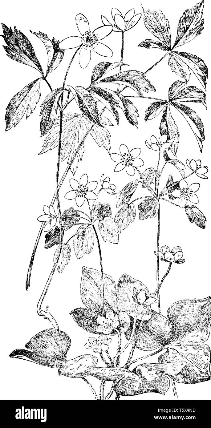 Nella foto sono gli ordini della famiglia crowfoot (Ranunculaceae), i fiori di questi ordini che sono illustrati tra cui 1.Anemone legno 2. Rue Anemone 3 Illustrazione Vettoriale