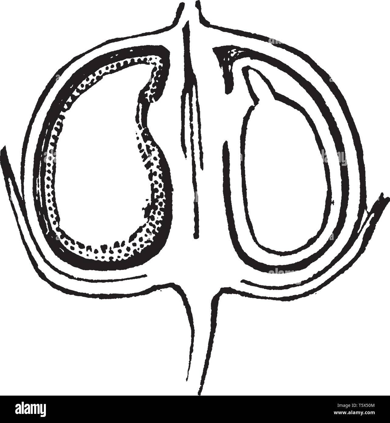 Una foto che mostra il lino Pod tagliato a metà. Questa è una sezione longitudinale dei semi di lino è tagliato a metà e mostra il contenuto embrione, vintage linea d Illustrazione Vettoriale