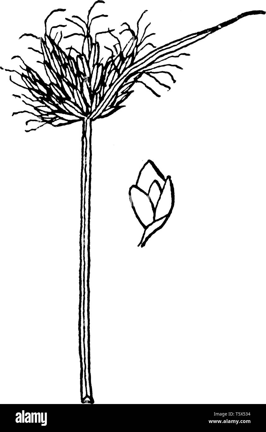 Il Giunco cresce da 40 a 80 pollici ad alta & foglie lame sono 10-20 mm di larghezza, lineare, abbastanza rigida, spugnoso, luce verde bluastro, vintage di linea o di disegno Illustrazione Vettoriale