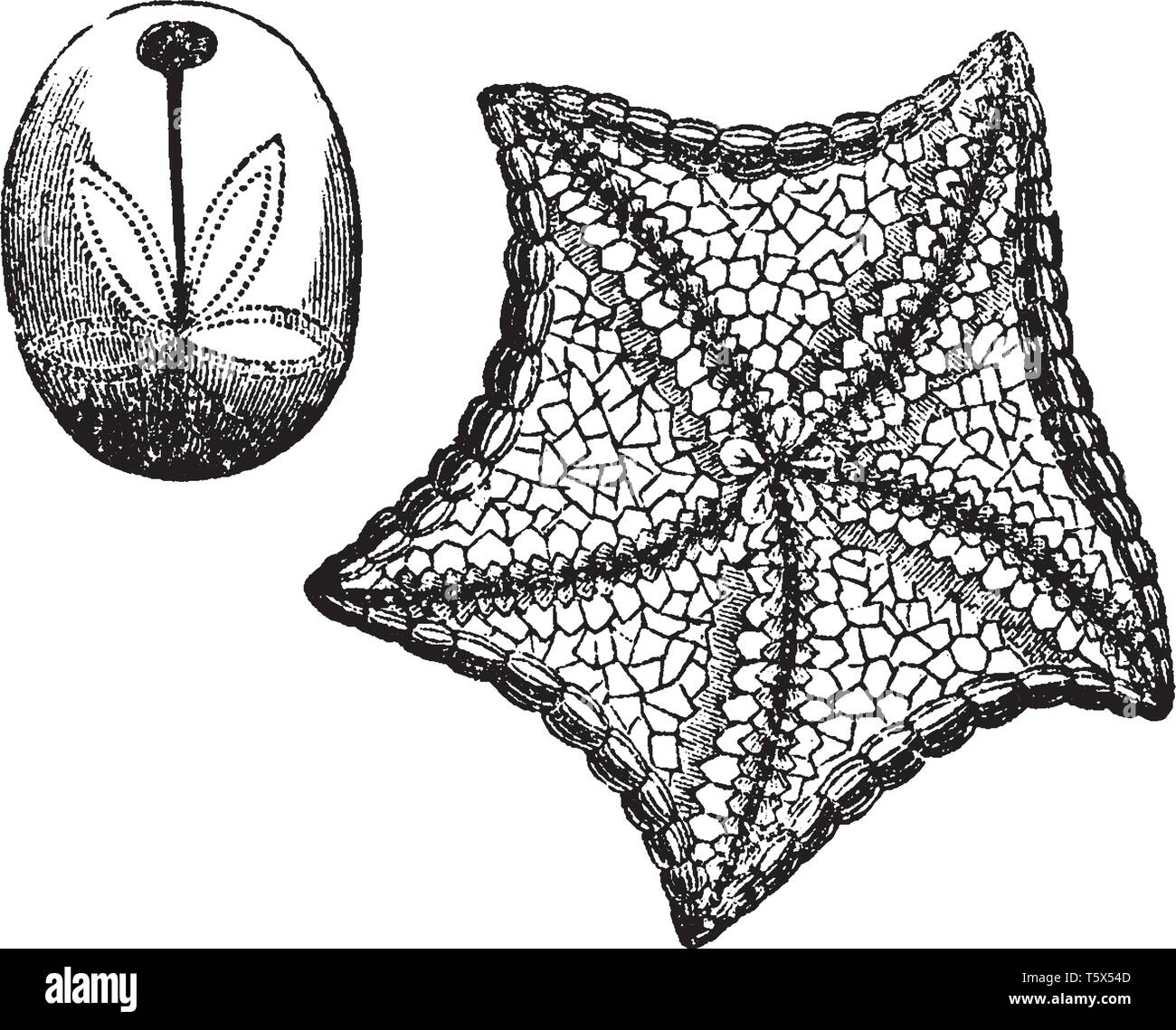 Echinodermata è il nome comune dato a qualsiasi membro del phylum Echinodermata di animali marini, vintage disegno della linea di incisione o illustrazione. Illustrazione Vettoriale