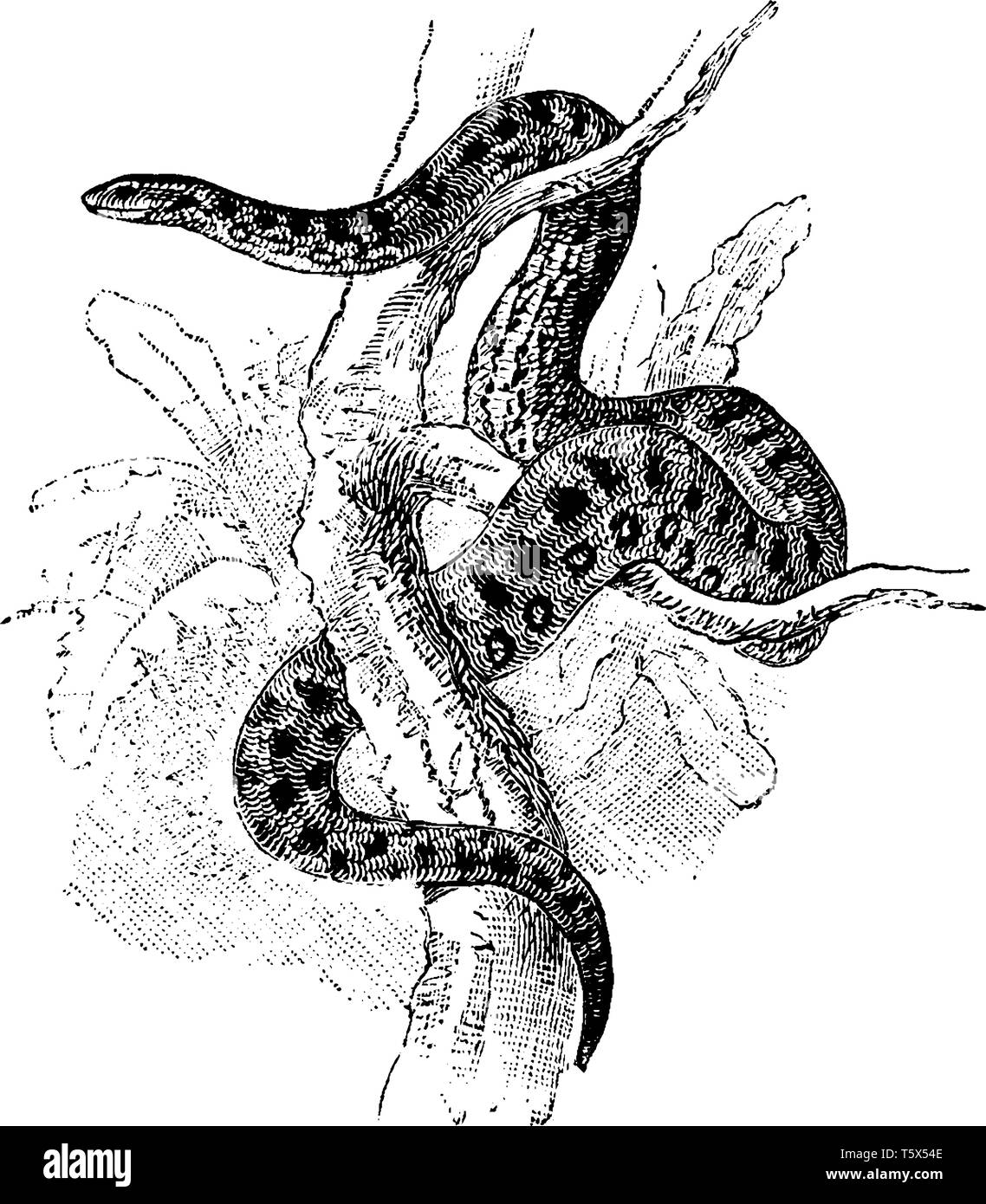 Anaconda non è un serpente velenoso nella famiglia Boidae di boas, vintage disegno della linea di incisione o illustrazione. Illustrazione Vettoriale