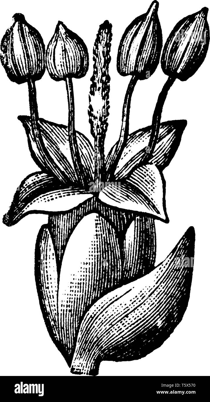 La foto di un platano di piante e fiori bract. E brattee sono ordinariamente associate con strutture riproduttive, vintage disegno della linea o incisione Illustrazione Vettoriale