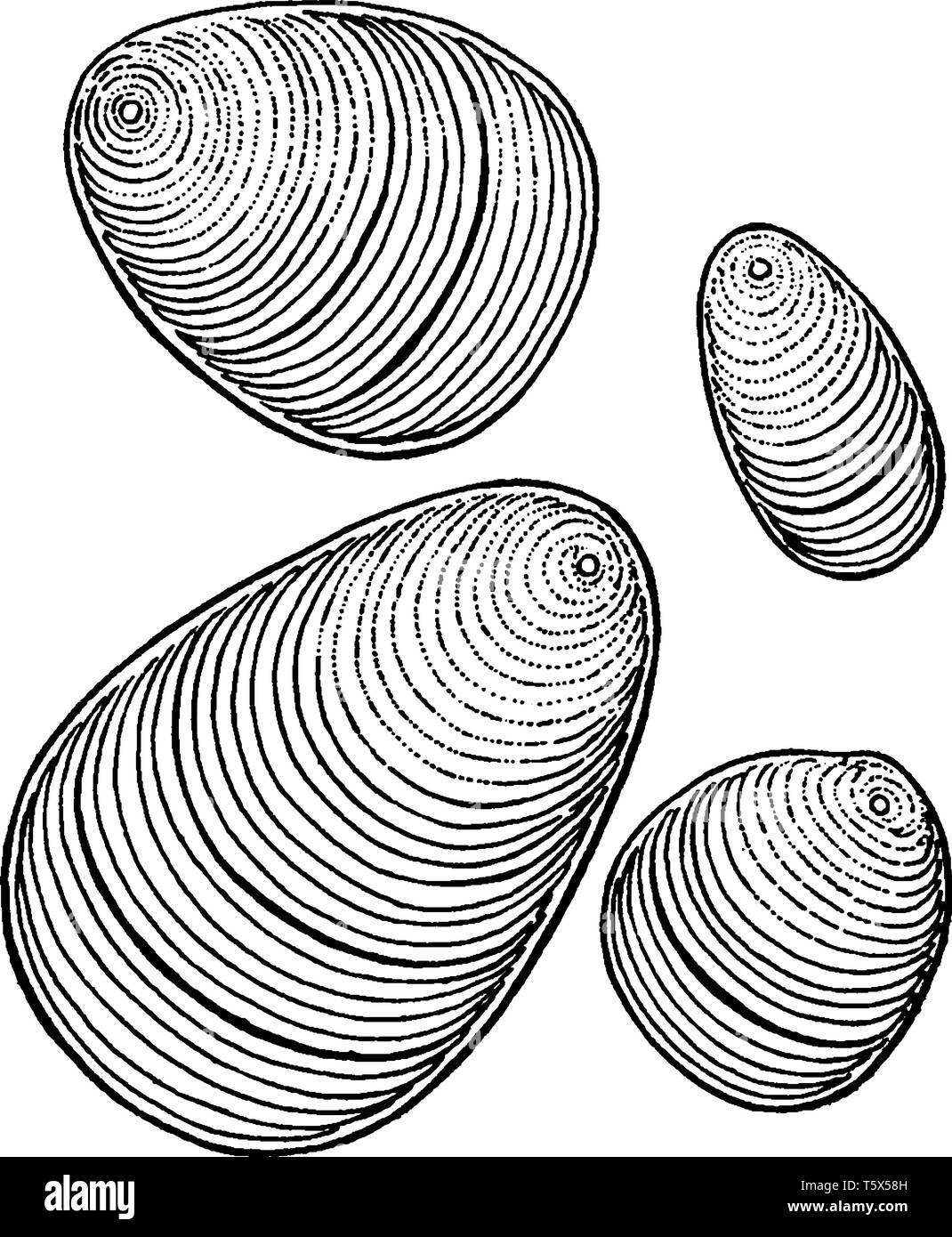 Una foto che mostra la vista ingrandita di Canna amido che assomiglia a qualche impronta digitale, vintage disegno della linea di incisione o illustrazione. Illustrazione Vettoriale