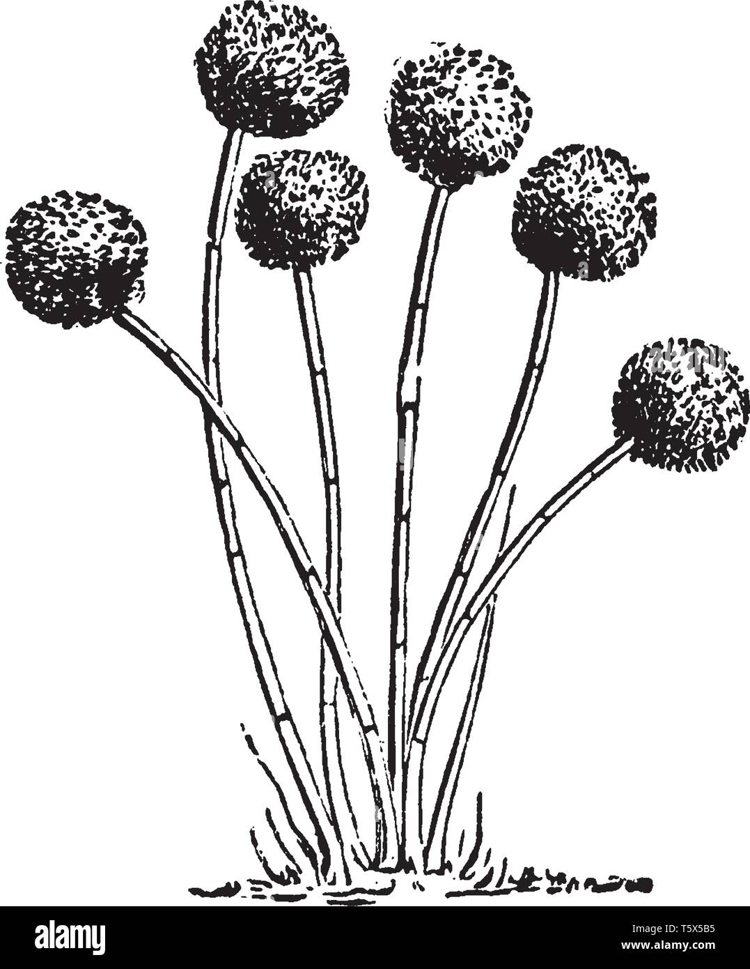 Una foto che mostra Aspergillus Glaucus che è lo stampo di formaggio, ma comune sulle verdure ammuffito, vintage disegno della linea di incisione o illustrazione. Illustrazione Vettoriale