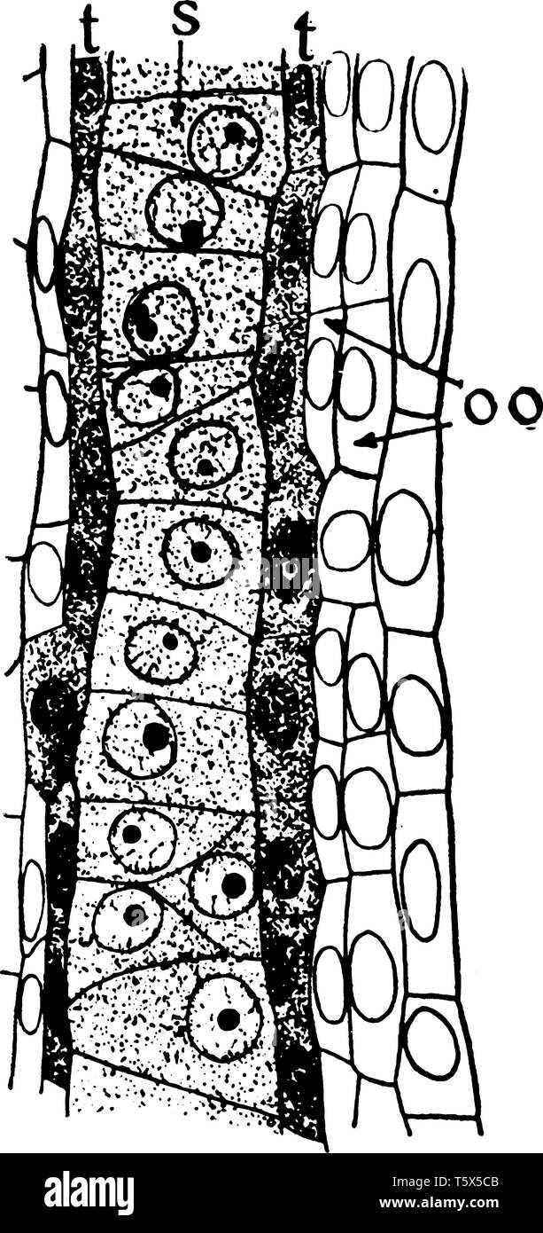 L'interno di microspora di polline sono lì, la microspora coperta da molti layer, entrambi i lati Tapetum e out sider strato parietale, vintage disegno della linea Illustrazione Vettoriale