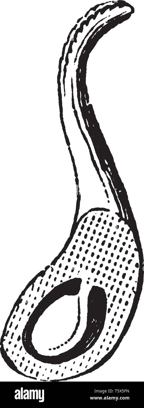 Una foto mostra il sospeso ovulo di ovaio di Anemone, vintage disegno della linea di incisione o illustrazione. Illustrazione Vettoriale