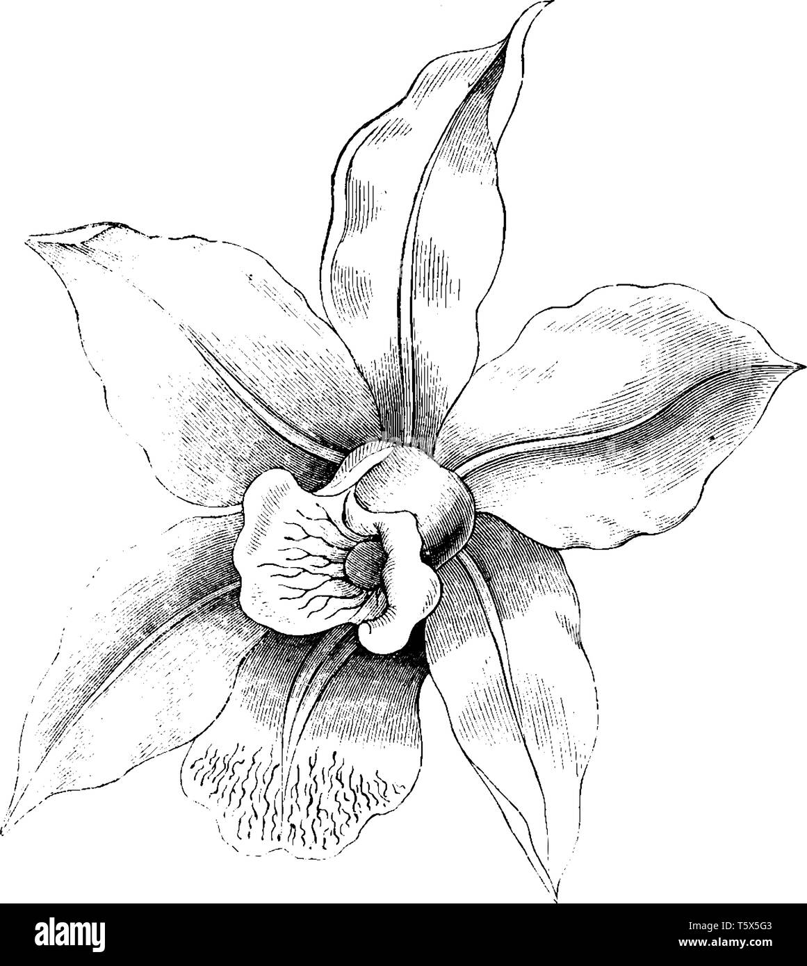 L a forma di stella dei fiori di Laelia anceps sono di lunga durata. Il colore dei fiori varia dalla lavanda in rosa e bianco, vintage disegno della linea o incisione di illu Illustrazione Vettoriale