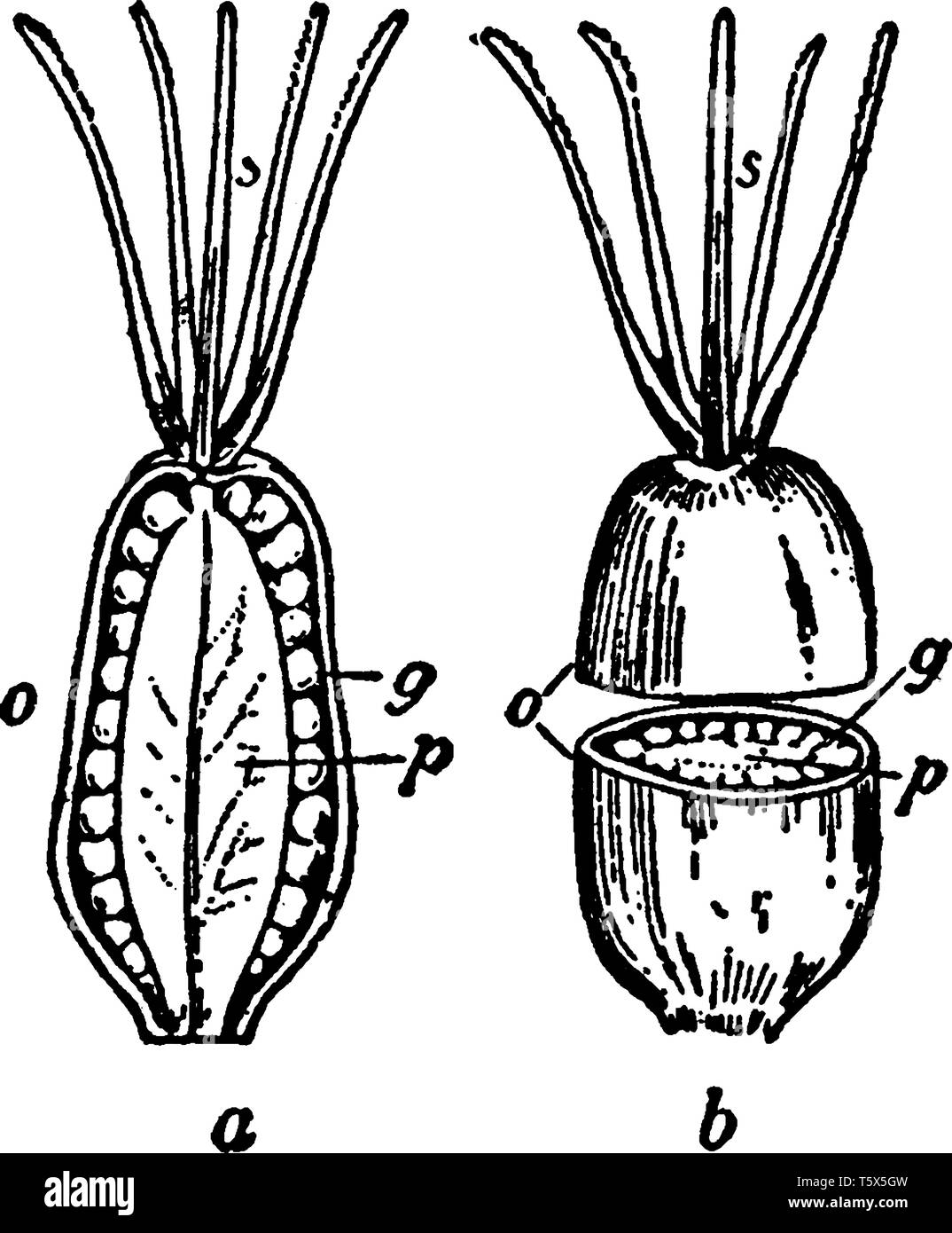 Un'immagine del pistillo, riproduttiva femminile parte del fiore, dal mouse-ear chickweed, vintage disegno della linea di incisione o illustrazione. Illustrazione Vettoriale