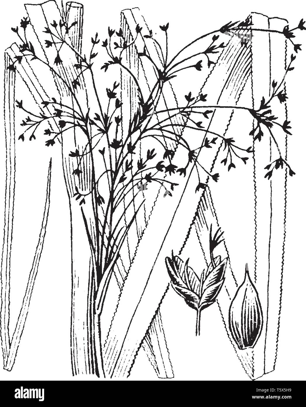 La figura mostra la pianta di Cladium. Le foglie sono lunghe come erba e sharp. Si possono produrre i germogli di alta. Fioritura gli steli sono alti, vintage disegno della linea o e Illustrazione Vettoriale