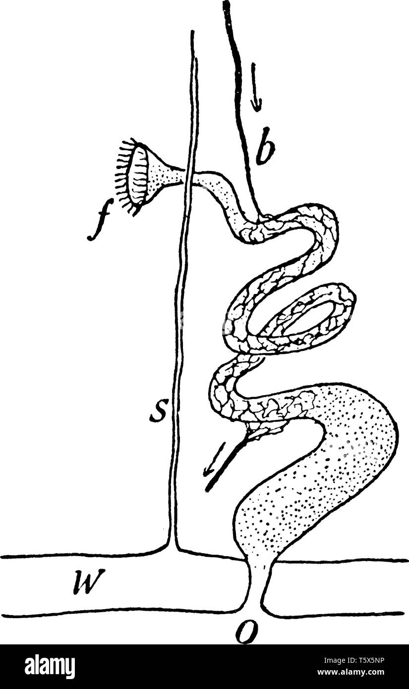 Anatomia di lombrico hanno una coppia di reni per ogni segmento ciascuno costituito da un tubo avvolto a spirale avvolta in una massa di piccoli vasi sanguigni, vintage linea d Illustrazione Vettoriale