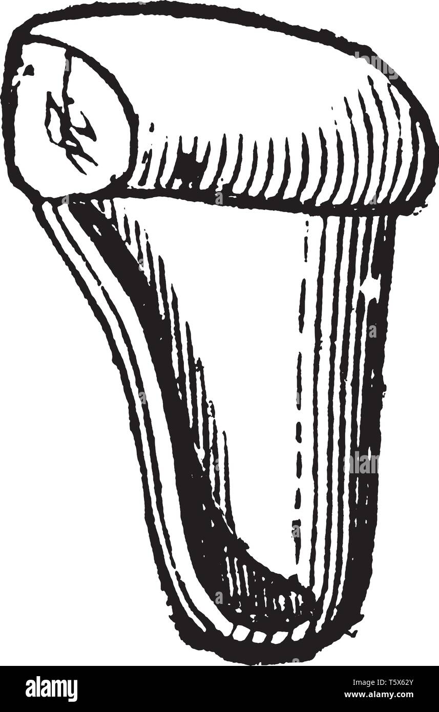 L'immagine mostra un seme di equiseto. È il solo genere vivente in Equisetaceae, una famiglia di piante vascolari che si riproducono per spore piuttosto che vedere Illustrazione Vettoriale