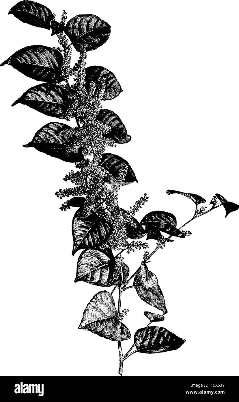 Knotweed giapponese (Polygonum cuspidatum) è un rhizomatous pianta perenne. Questa pianta è originaria della Cina, Giappone e Corea. Gli steli possono raggiungere fino a Illustrazione Vettoriale